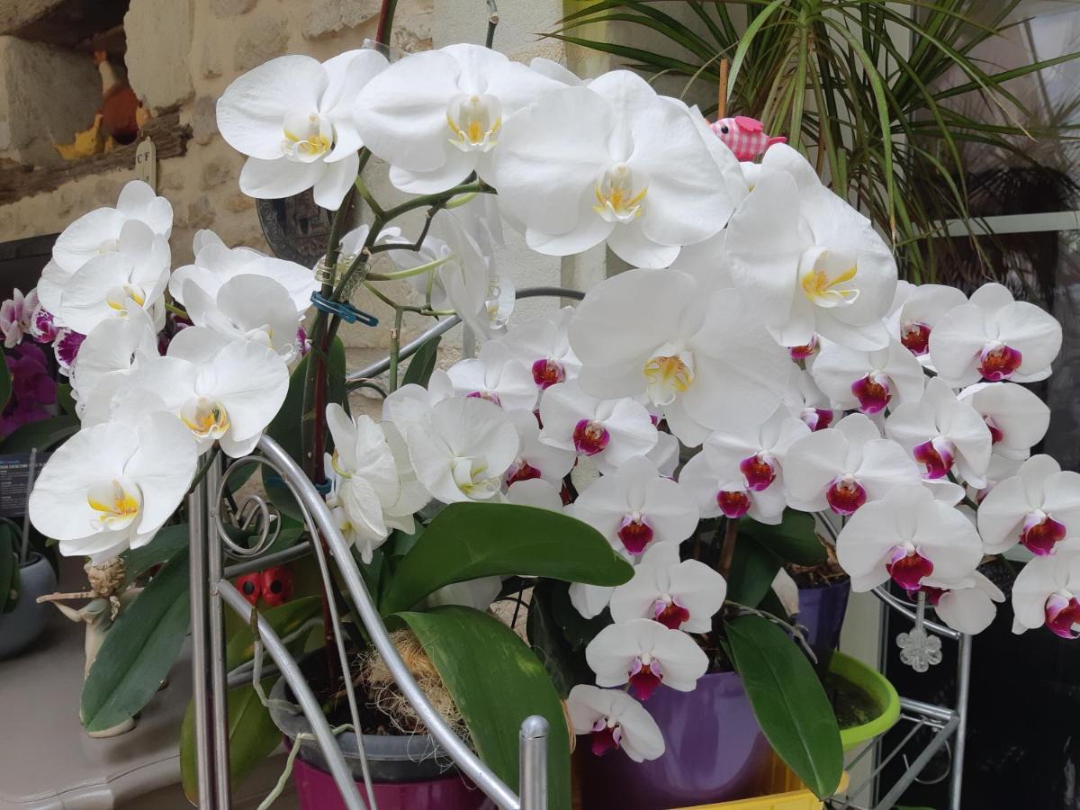 Les Orchidees Chambre Hotes Futuroscope Chasseneuil Poitiers Jaunay-Clan Ngoại thất bức ảnh