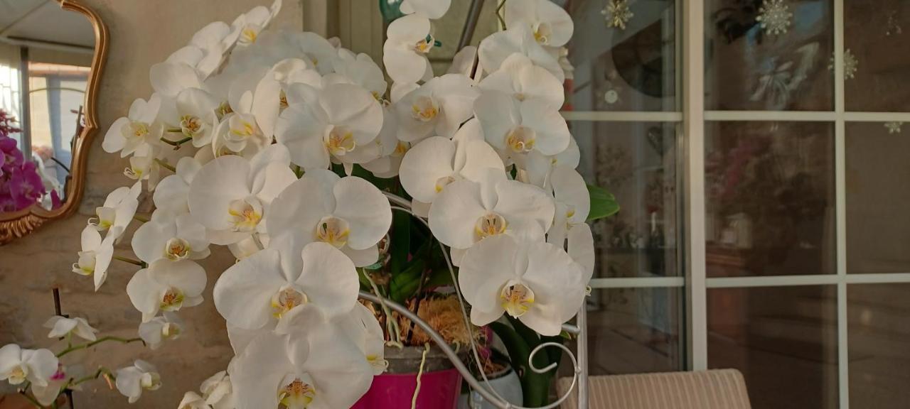 Les Orchidees Chambre Hotes Futuroscope Chasseneuil Poitiers Jaunay-Clan Ngoại thất bức ảnh